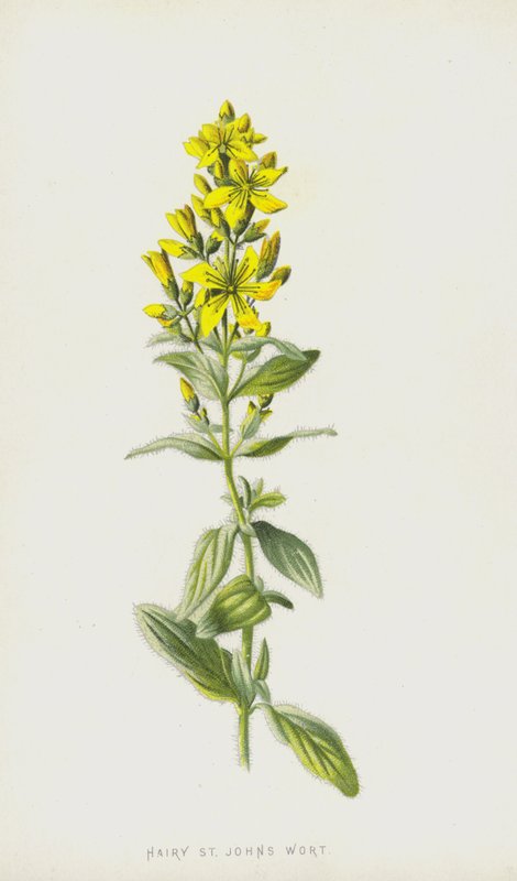 Szőrös orbáncfű (chromolitho) alkotó: Frederick Edward Hulme