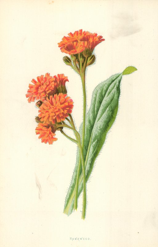 Hawkweed alkotó: Frederick Edward Hulme