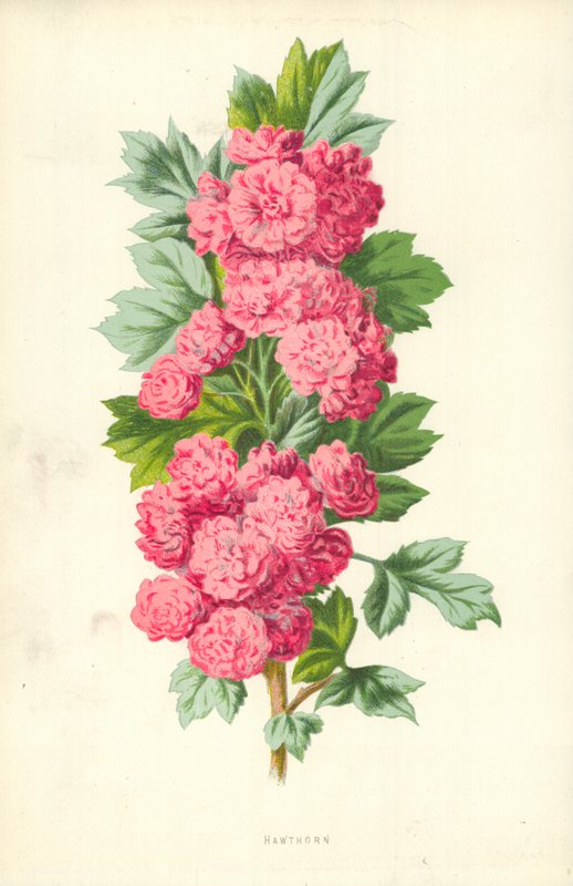 Galagonya alkotó: Frederick Edward Hulme
