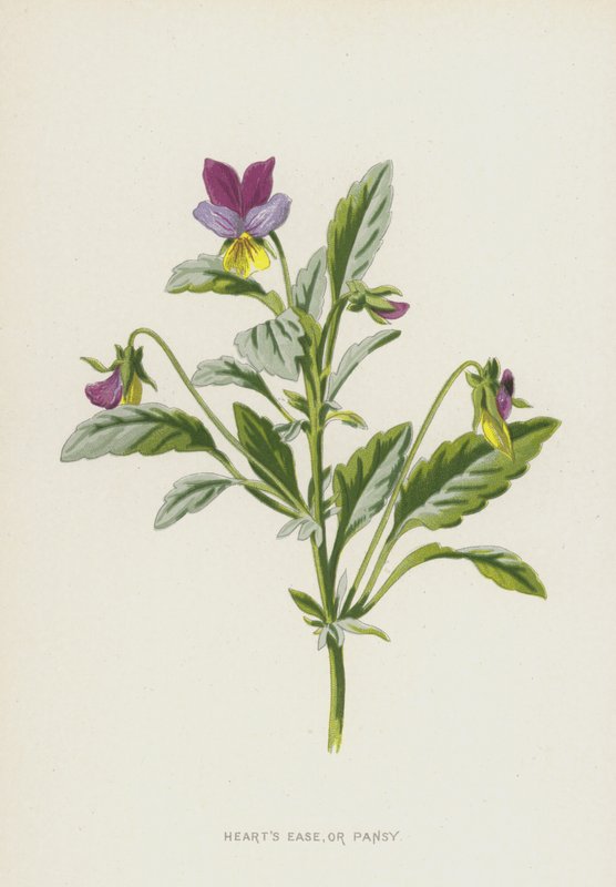 Hearts Ease, or Pansy (chromolitho) alkotó: Frederick Edward Hulme