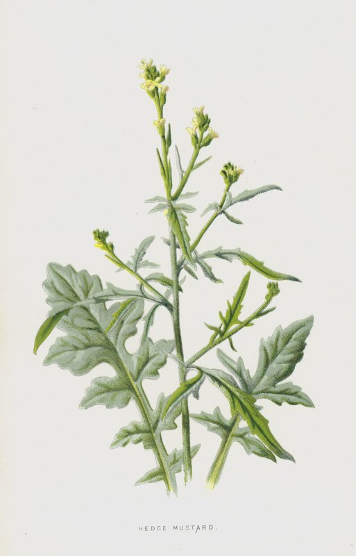 Sövénymustár (chromolitho) alkotó: Frederick Edward Hulme