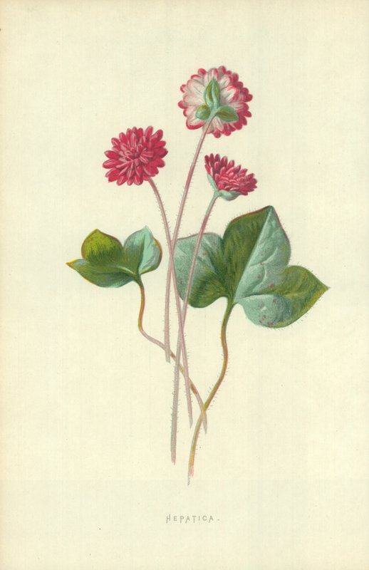 Hepatica alkotó: Frederick Edward Hulme