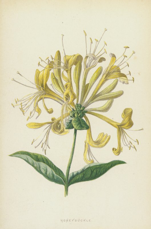 lonc (chromolitho) alkotó: Frederick Edward Hulme