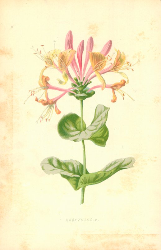 Loncs alkotó: Frederick Edward Hulme