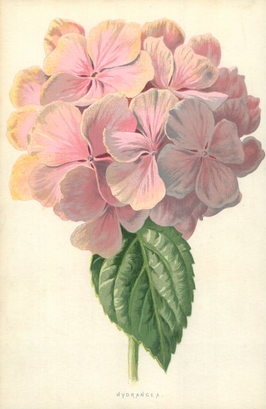Hortenzia alkotó: Frederick Edward Hulme