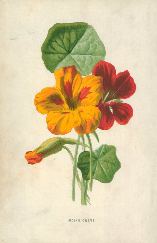 Indiai zsázsa alkotó: Frederick Edward Hulme