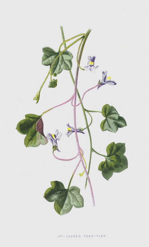 Borostyánlevelű varangy-len (chromolitho) alkotó: Frederick Edward Hulme