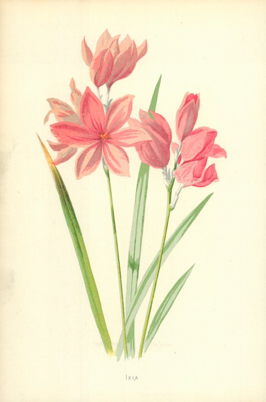 Ixia alkotó: Frederick Edward Hulme