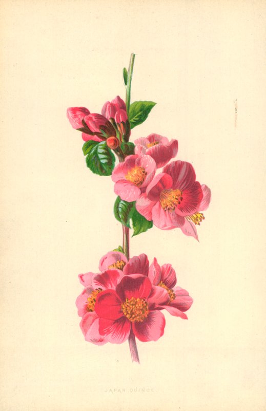 Japán birs alkotó: Frederick Edward Hulme