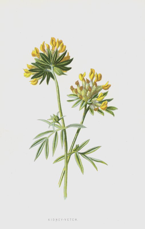 Vese-bükköny (chromolitho) alkotó: Frederick Edward Hulme