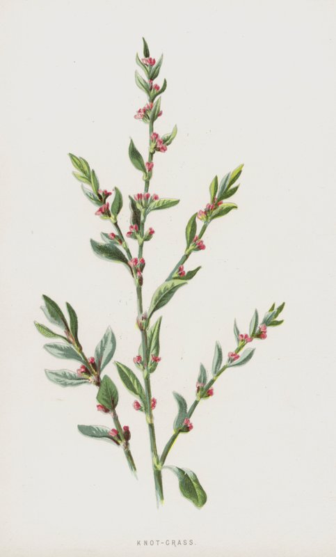 Csomófű (chromolitho) alkotó: Frederick Edward Hulme