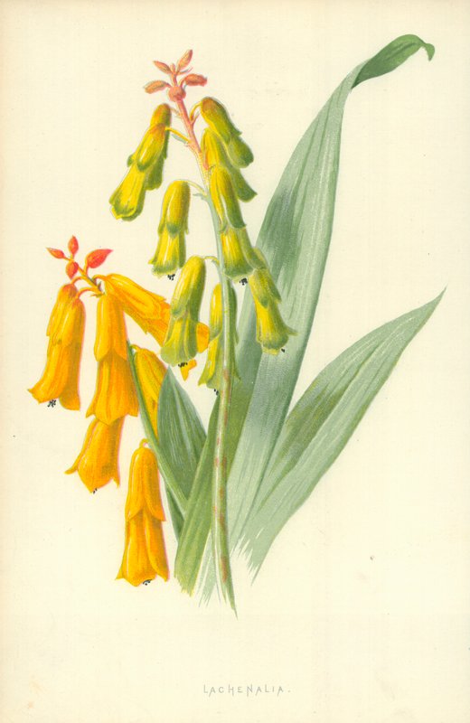Lachenalia alkotó: Frederick Edward Hulme