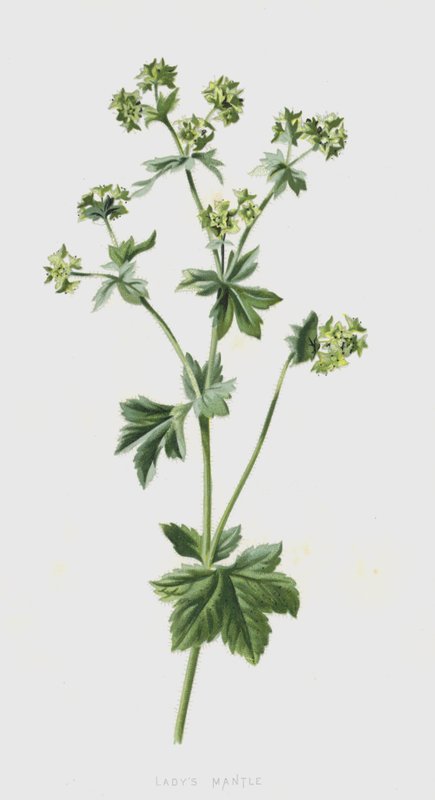 Ladys Mantle (chromolitho) alkotó: Frederick Edward Hulme