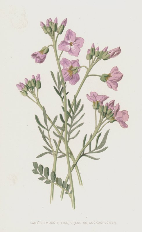Ladys Smock, keserű zsázsa vagy kakukkvirág (chromolitho) alkotó: Frederick Edward Hulme