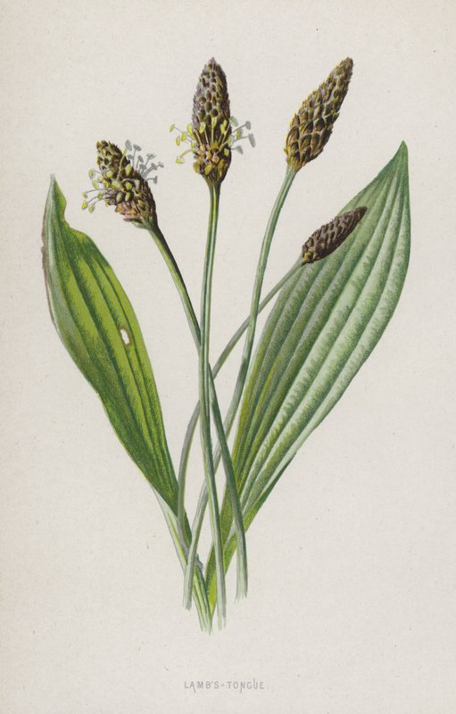 Báránynyelv (chromolitho) alkotó: Frederick Edward Hulme