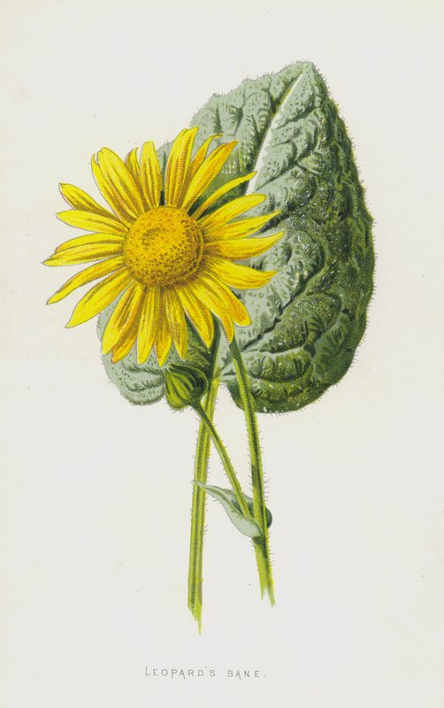 Leopards Bane (chromolitho) alkotó: Frederick Edward Hulme