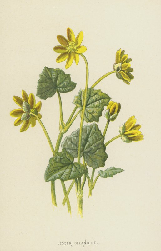 Kis celandine (chromolitho) alkotó: Frederick Edward Hulme