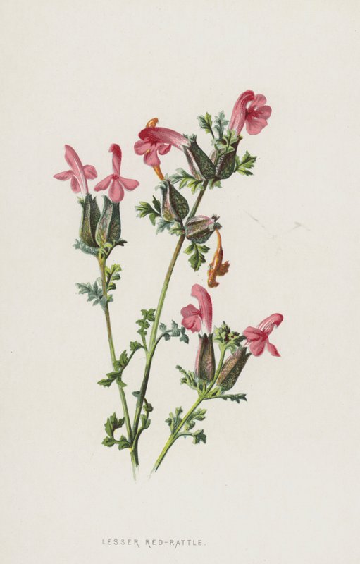 Kis vörös csörgő (chromolitho) alkotó: Frederick Edward Hulme