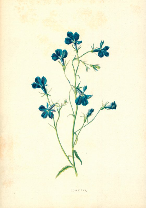 Lobélia alkotó: Frederick Edward Hulme