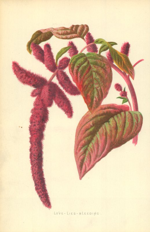 Szerelem-hazugság-vérzés alkotó: Frederick Edward Hulme