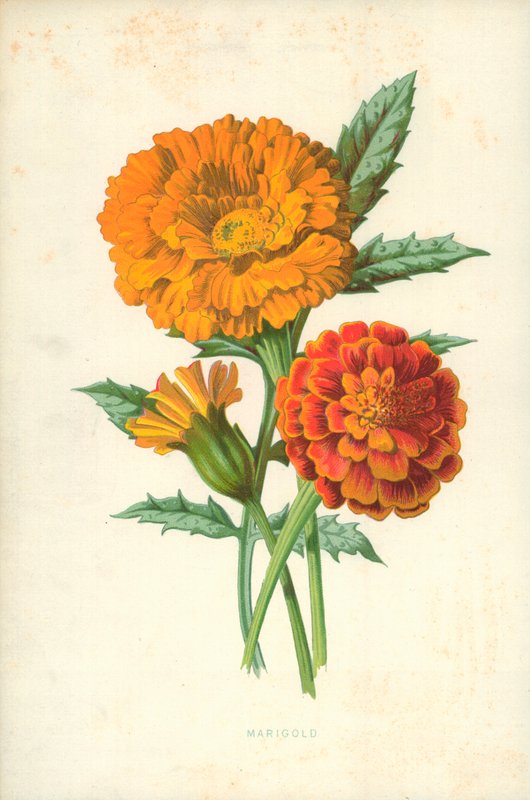 Körömvirág alkotó: Frederick Edward Hulme