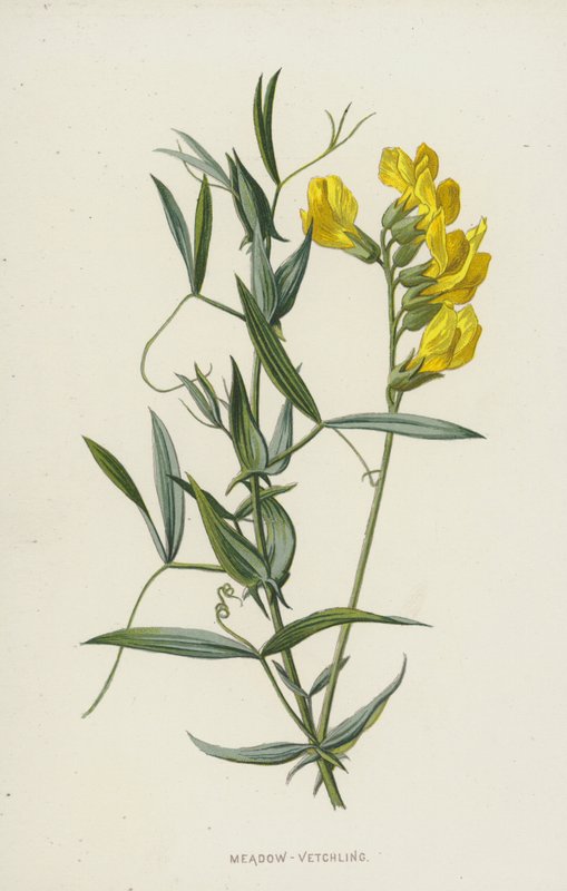 Réti-bükköny (chromolitho) alkotó: Frederick Edward Hulme