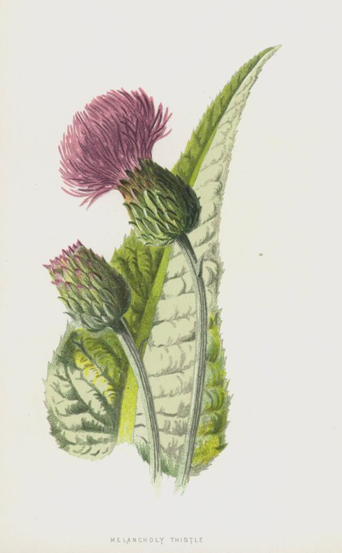 Melankolikus bogáncs (chromolitho) alkotó: Frederick Edward Hulme