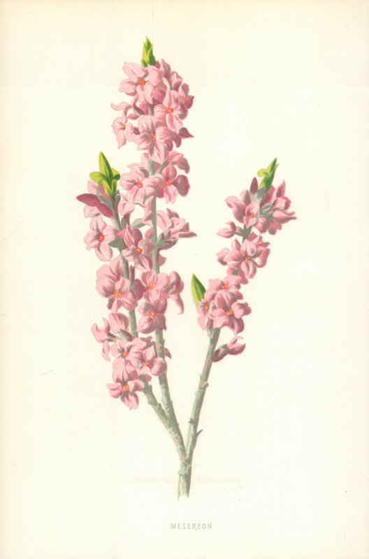 Mesereon alkotó: Frederick Edward Hulme