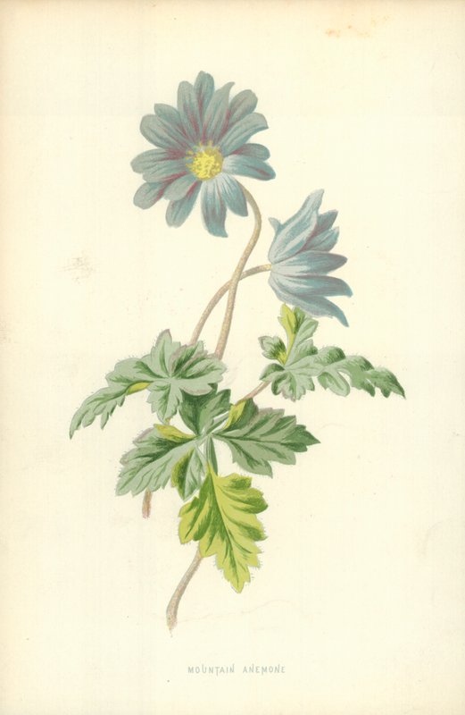 Mountain Anemone alkotó: Frederick Edward Hulme