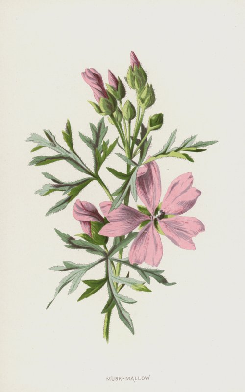 pézsma-mályva (chromolitho) alkotó: Frederick Edward Hulme