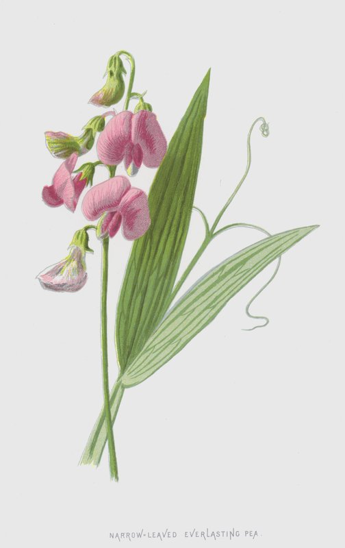 Keskenylevelű örökborsó (chromolitho) alkotó: Frederick Edward Hulme