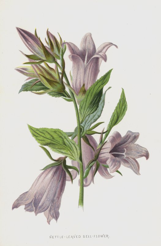 Csalánlevelű harangvirág (chromolitho) alkotó: Frederick Edward Hulme