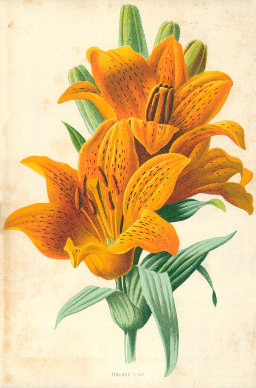 Narancssárga liliom alkotó: Frederick Edward Hulme