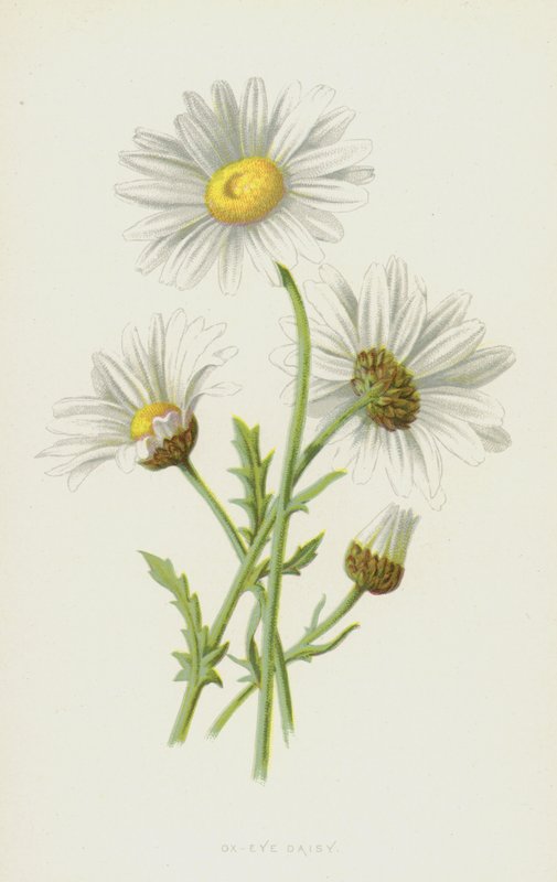 Ökörszem százszorszép (chromolitho) alkotó: Frederick Edward Hulme
