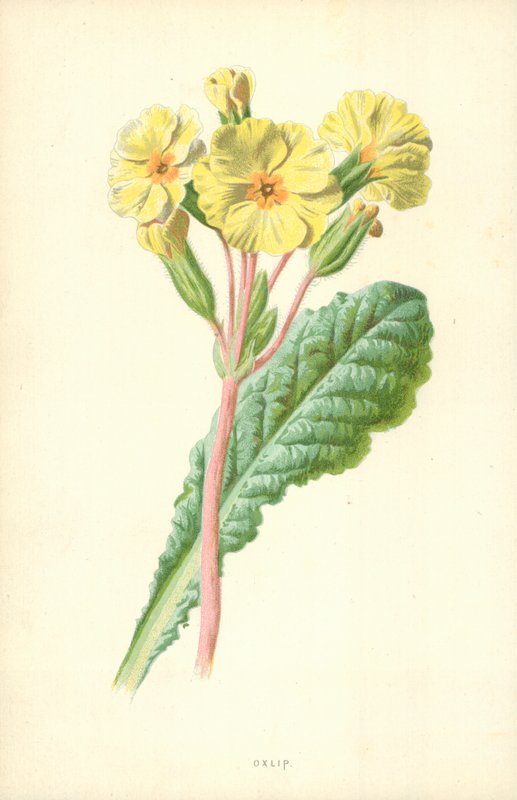 Oxlip alkotó: Frederick Edward Hulme