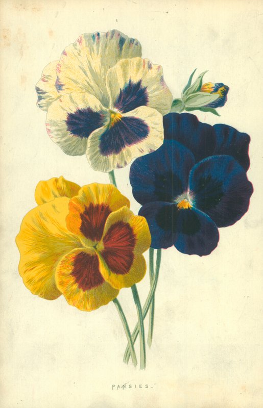 Árvácskák alkotó: Frederick Edward Hulme