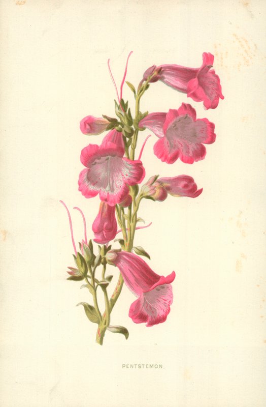Pentstemon alkotó: Frederick Edward Hulme