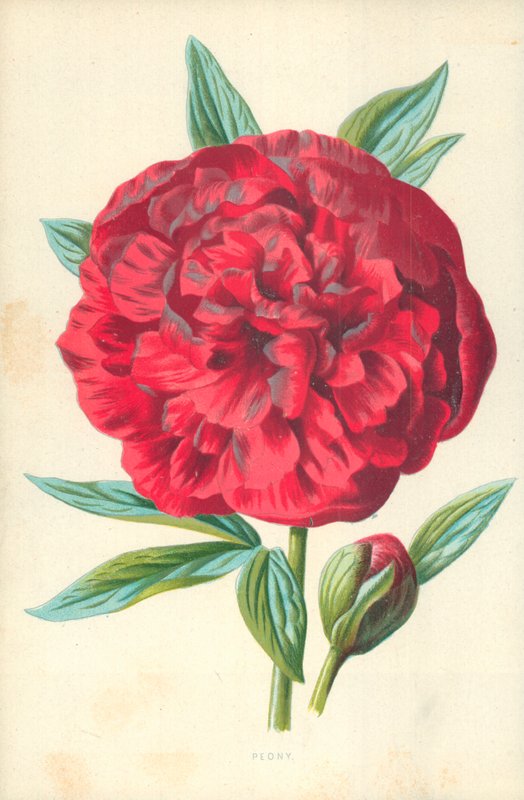 Pünkösdi rózsa alkotó: Frederick Edward Hulme