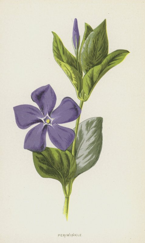Szürke (chromolitho) alkotó: Frederick Edward Hulme
