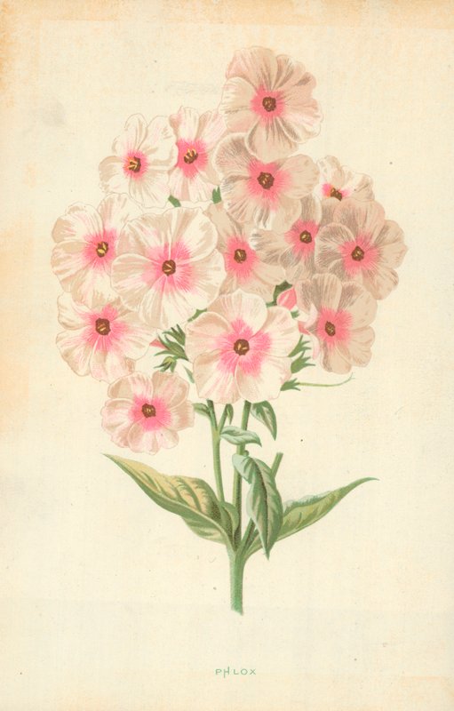 Lángvirág alkotó: Frederick Edward Hulme