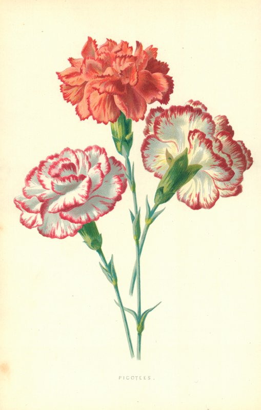 Picotees alkotó: Frederick Edward Hulme
