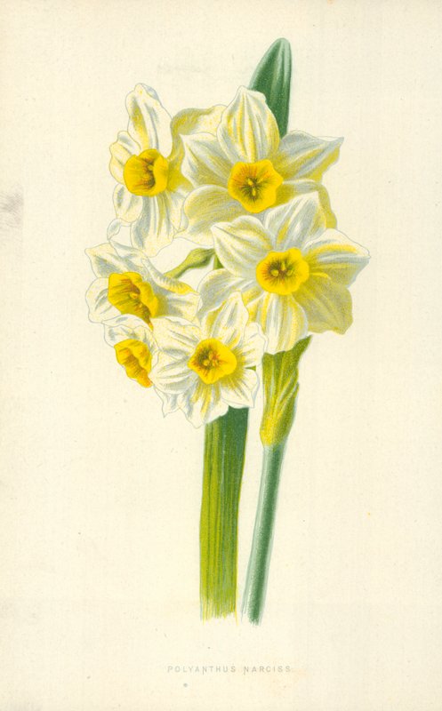 Polyanthus Narciss alkotó: Frederick Edward Hulme