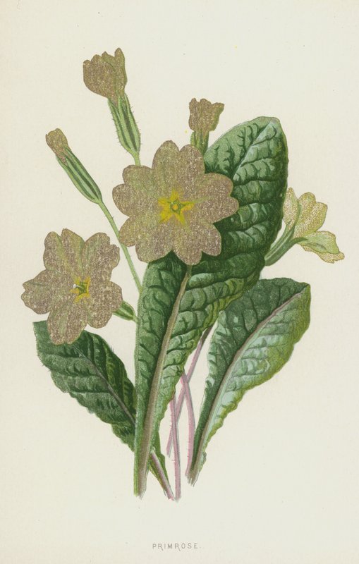 kankalin (chromolitho) alkotó: Frederick Edward Hulme