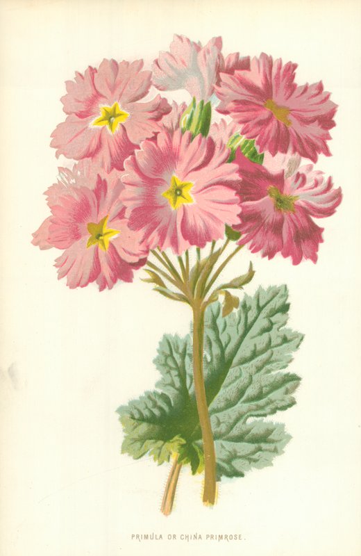 Primula vagy kínai kankalin alkotó: Frederick Edward Hulme