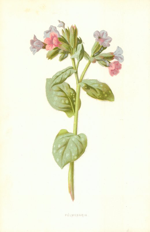 Pulmonaria alkotó: Frederick Edward Hulme