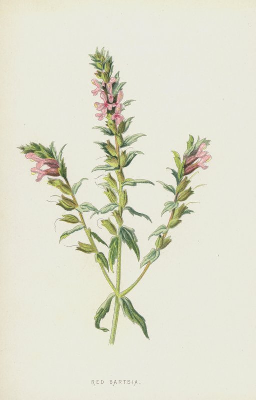 Vörös Bartsia (chromolitho) alkotó: Frederick Edward Hulme