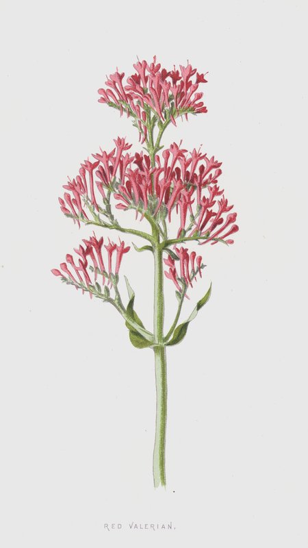 Vörös Valerian (chromolitho) alkotó: Frederick Edward Hulme