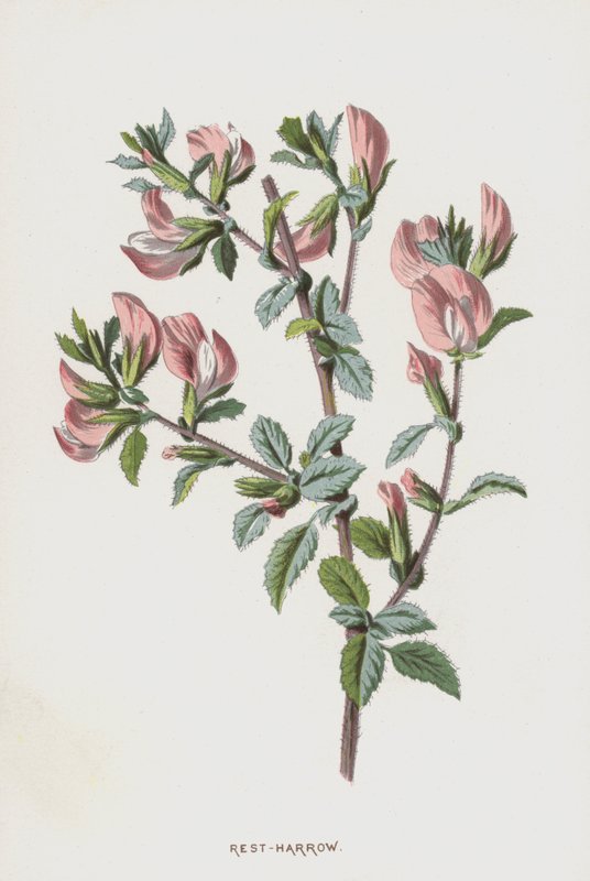 Rest-Harrow (chromolitho) alkotó: Frederick Edward Hulme