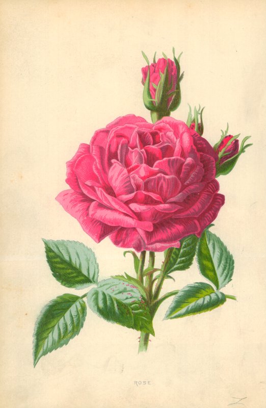 Rózsa alkotó: Frederick Edward Hulme