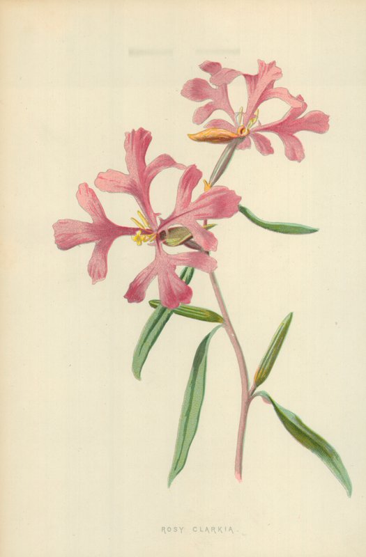 Rosy Clarkia alkotó: Frederick Edward Hulme